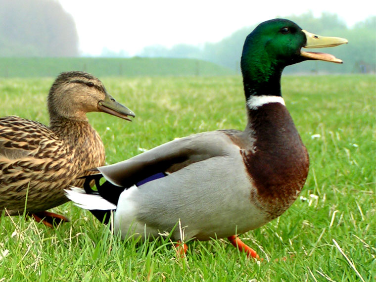 Mr & Mrs Duck
