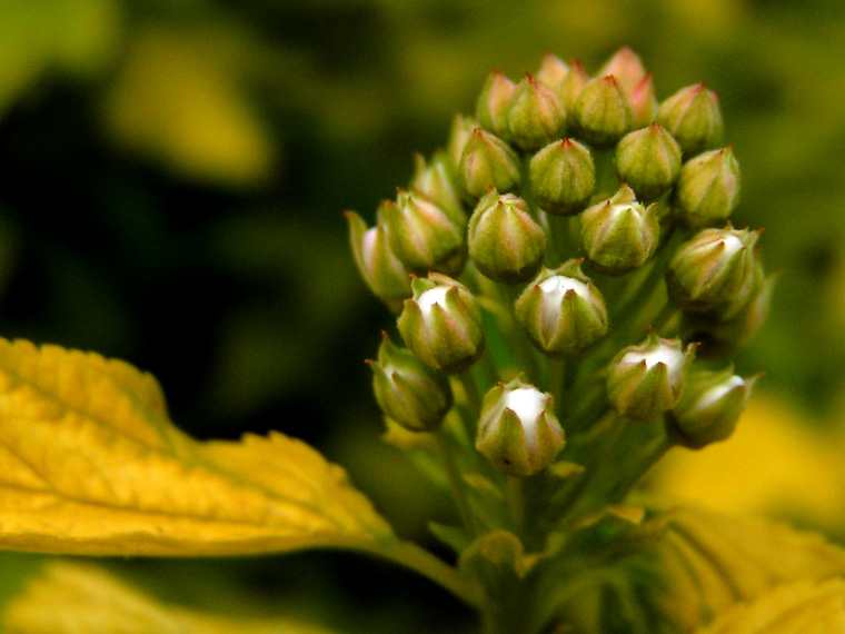 Budding flowers on yellow leafed plant