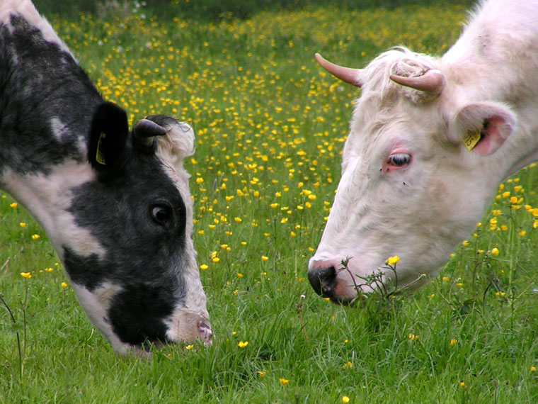 Seconds before headbutt