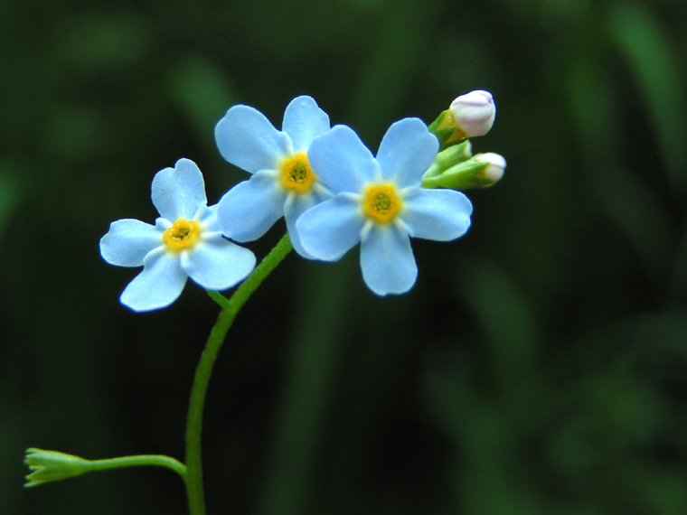 Forget Me Not