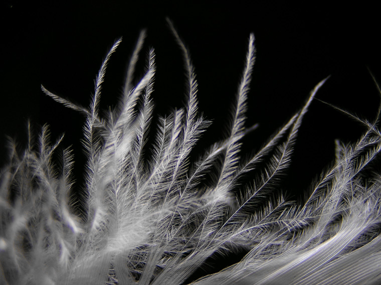 Feather