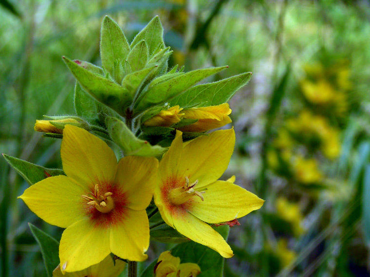 Dotted Loosestrife (Lysimachia punctata)