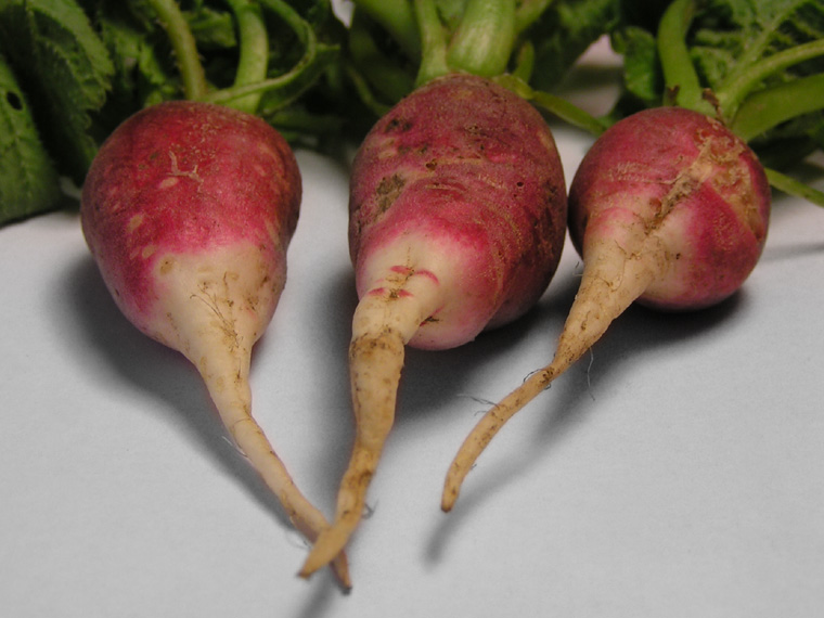 Radish