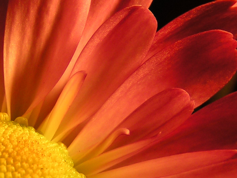 Chrysanthemum