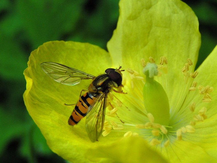 Hoverfly on yellow poppy