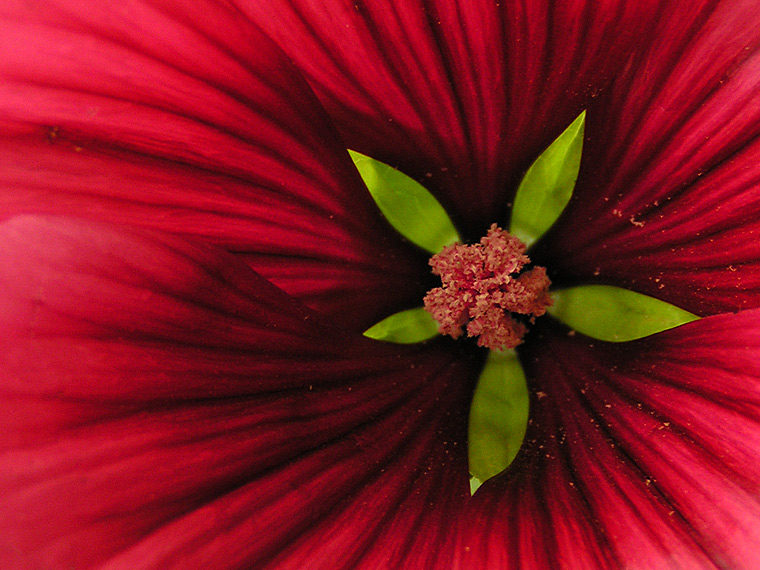 Open red