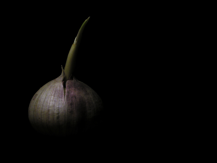 Garlic