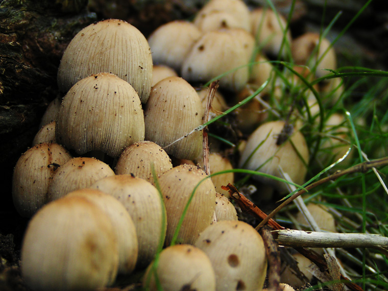 Mushrooms