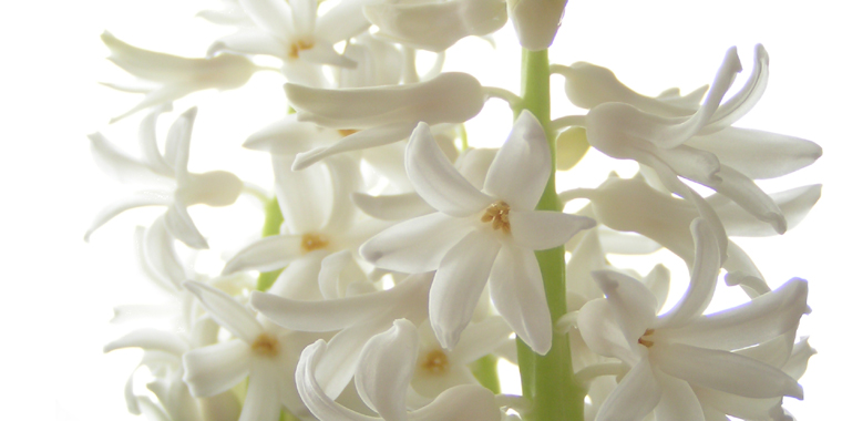 Hyacinth