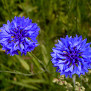 20090729