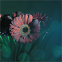 20090827