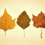 20091007