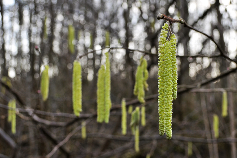 Alder catkins