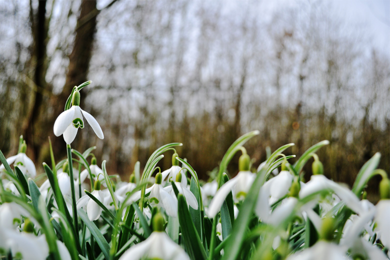 Snowdrop