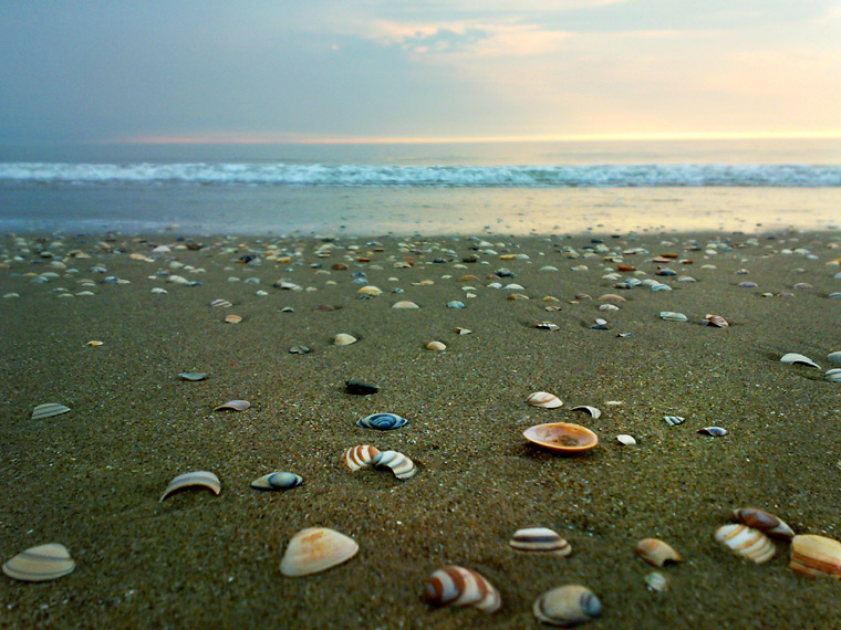 I see sea shells