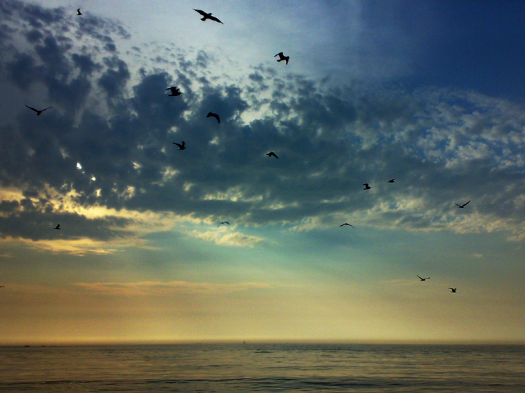 Sea & gulls
