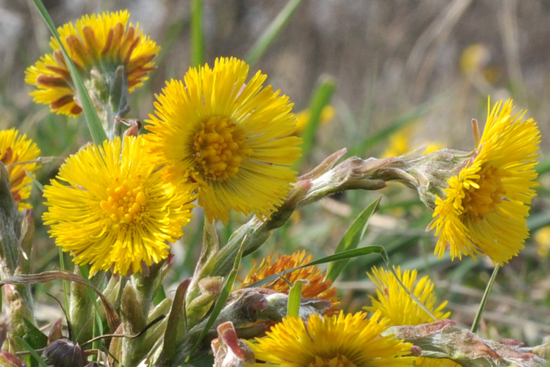 Coltsfoot