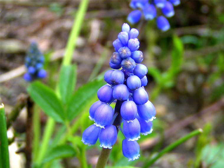 Grape hyacinth (Muscari botryoides)