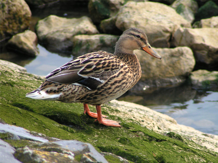Mrs Duck