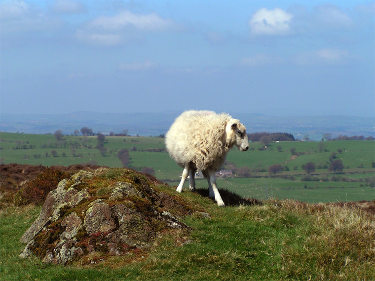 Sheep, Wales