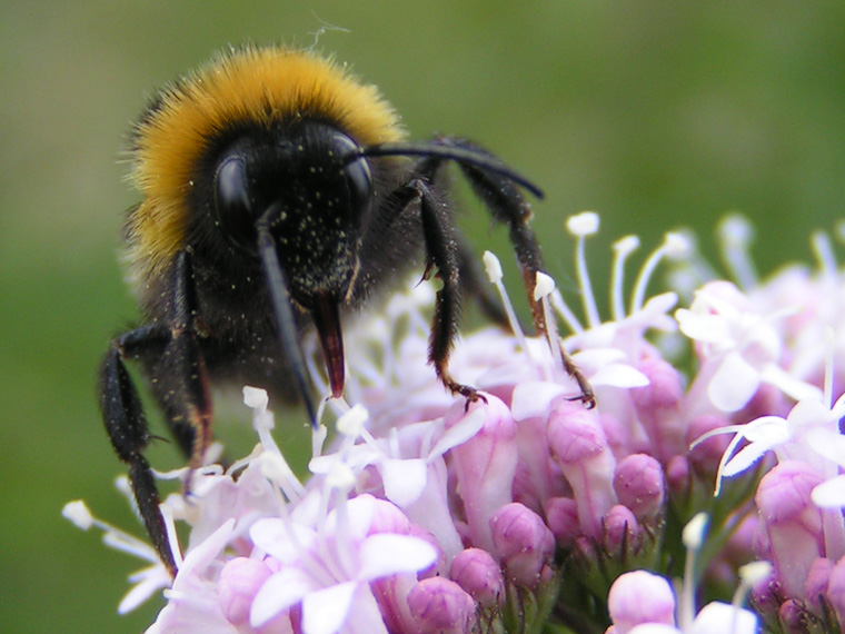 Bumblebee