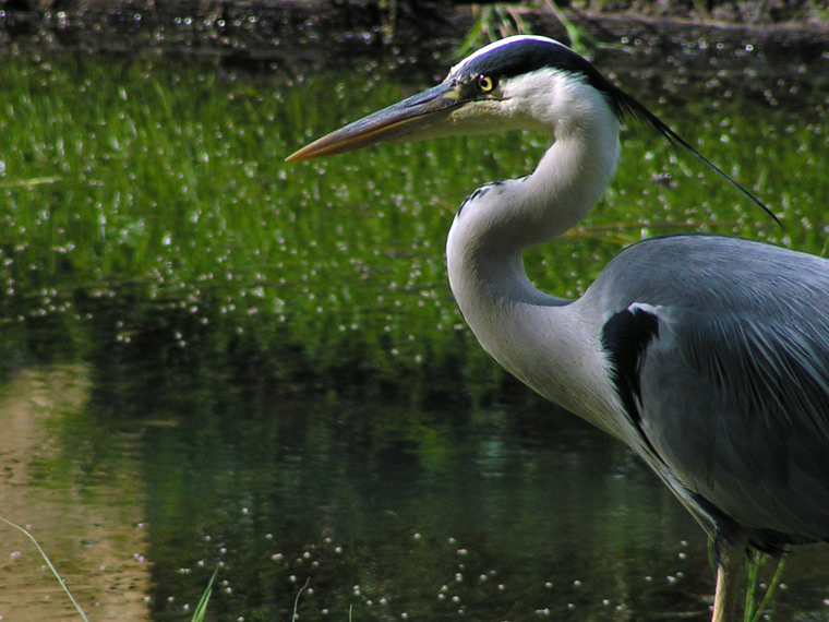 Grey Heron
