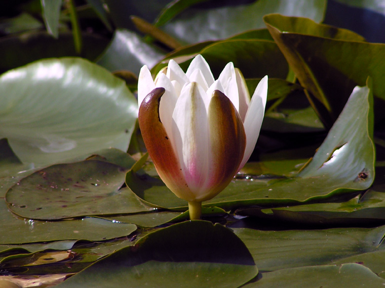 Water lily