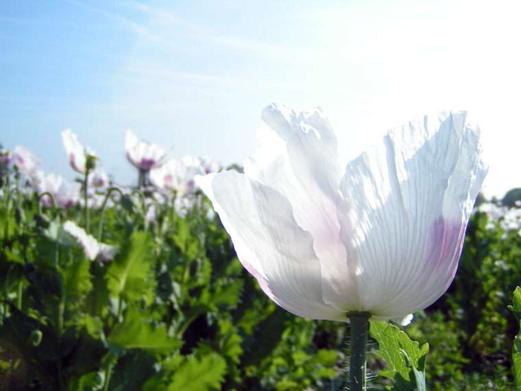 White opium poppy (papaver somniferum)