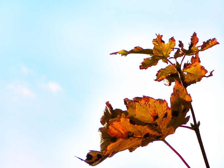 Autumn sky