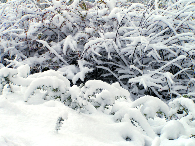 Snow covers all